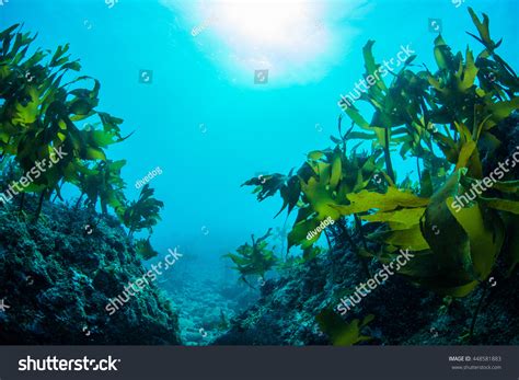 thousand underwater seaweed royalty  images stock