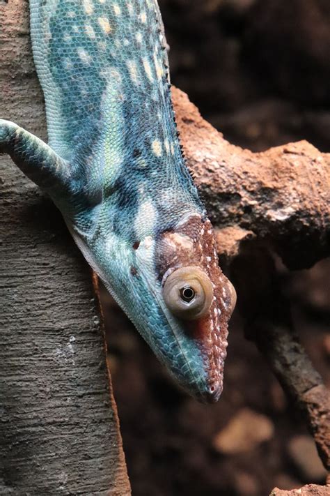 Cuban Knight Anole Clyde Peelings Reptiland