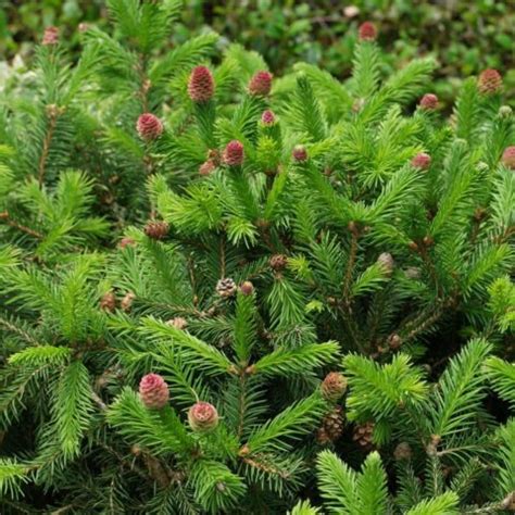 Picea abies "Nidiformis"