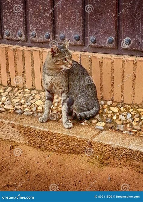 Alhambra Cat Granada Outside Nasrid Palaces Andalucia Spain Stock Photo