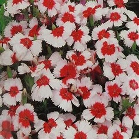 50 Dianthus Merry Go Round Seeds Sdt18