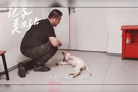 怎样训练狗狗躺下拉布拉多犬训练方法视频 训练 狗狗 视频