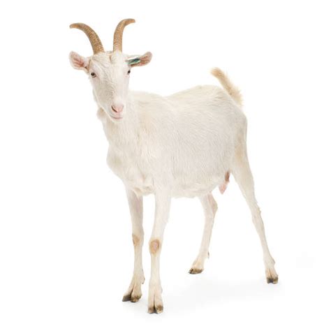 goat stock  pictures royalty  images istock