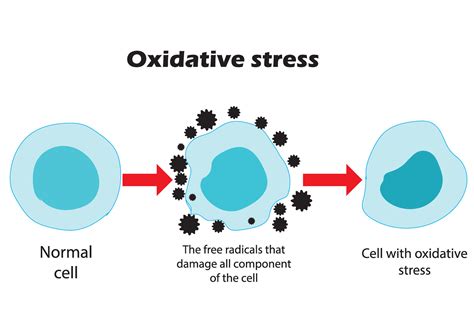 oxidative stress  normal cells  oxidative stress  aggressive