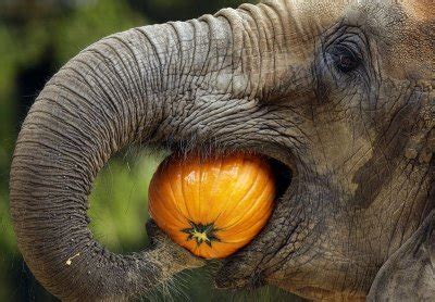 What Do Elephants Eat? Facts about the Diet of an Elephant