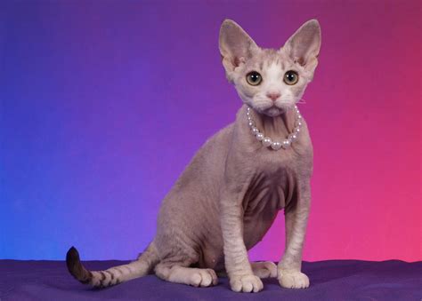 31 Ugly Cats That Are Still Cute Readers Digest