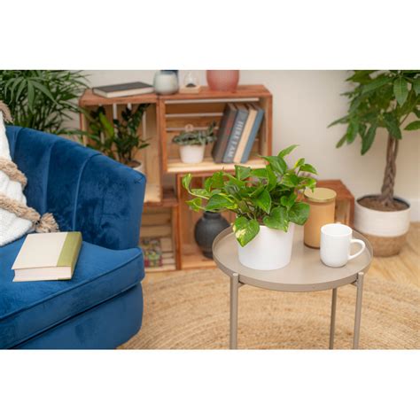 Costa Farms 3 Piece Costa Farms Clean Air Live Plant Collection In