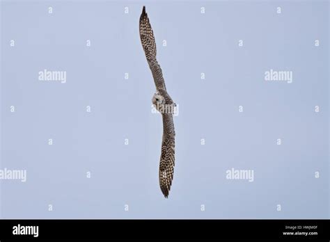 Gyrfalcon Flight Hi Res Stock Photography And Images Alamy