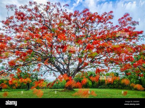 Vibrant Red Poinciana Tree In Full Bloom Against A Cloudy Sky Backdrop