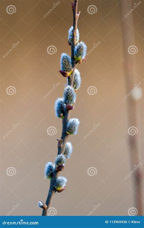 Blossoming Buds Of Pussy Willow On Branches In The Spring Forest At Sunset In April Salix