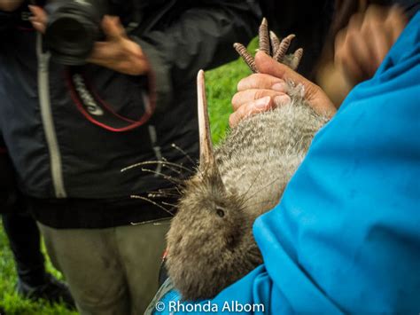 Kiwi Bird Sanctuaries New Zealand | Bruin Blog