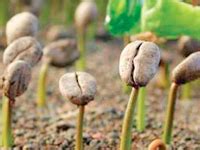 Где выращивают кофе