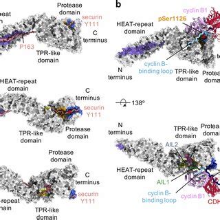 electrostatic surface potential  human separase  comparison