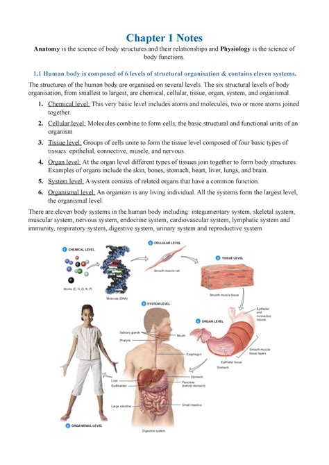 Chapter 1 Notes Copyy Chapter 1 Notes Anatomy Is The Science Of Body