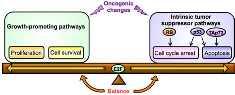 To Grow, Stop or Die? – Novel Tumor-Suppressive Mechanism Regulated by ... 