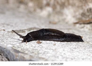 Naked Slug Climb On Floor Stock Photo 112911289 Shutterstock