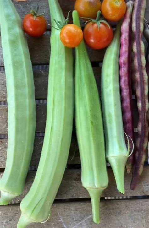 Burmese Okra Seeds Etsy