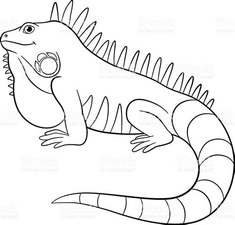 Iguana Drawing Outline At Explore Collection Of