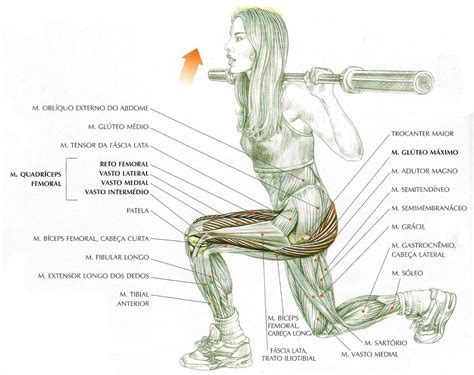 Exerc Cios Para As Pernas Conhe A Os Melhores Para As Coxas