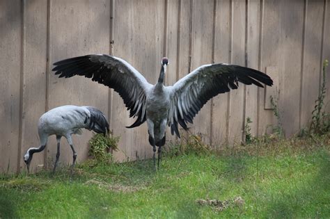 To Behold the Beauty: Still More Cranes