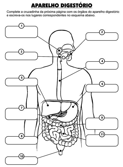 Atividade Do Corpo Humano