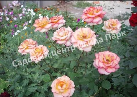 Роза чайно-гибридная Амазонка саженцы купить в Москве и Подмосковье в ...