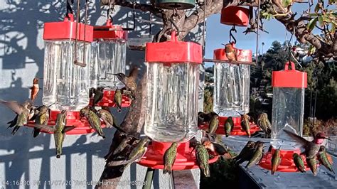 My cute hummingbirds are coming back to stay warm for the winter : r/birding