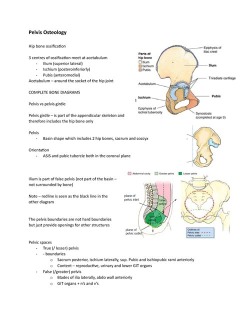 Pelvis Osteology Notes Pelvis Osteology Hip Bone Ossification 3 Centres Of Ossification Meet