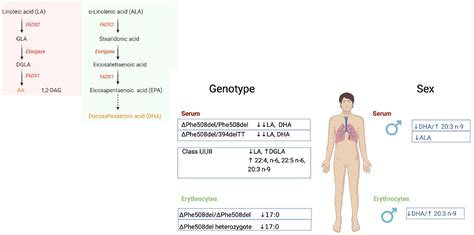 Nutrients Free Full Text Essential Fatty Acid Deficiency In Cystic Fibrosis Disease