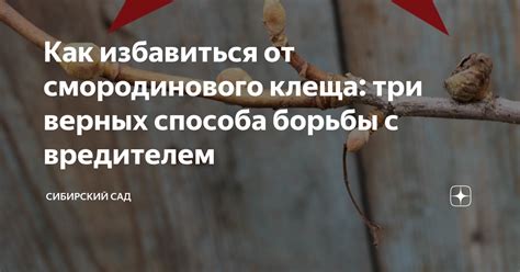 Как избавиться от смородинового клеща: три верных способа борьбы с ...