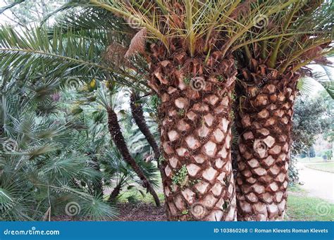 Hot Paradise Stock Photo Image Of Coast Fresh Garden 103860268