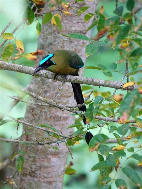 What Is The El Salvador National Bird? + 11 Interesting Facts