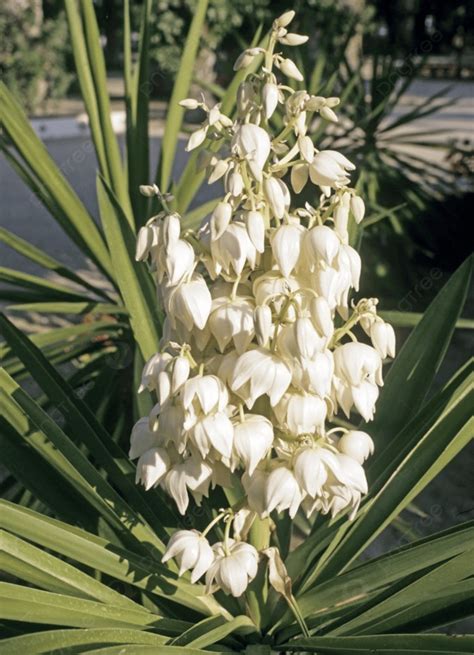 Yucca With Flower Shrub Bloom Photo Background And Picture For Free