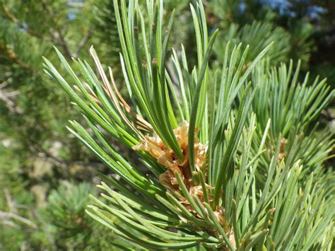 Pinus albicaulis | Pinus albicaulis (whitebark pine) shows l… | Flickr