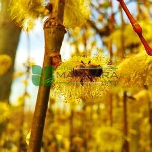 Goat Willow French Pussy Willow Pendula Salix Caprea Pendula Salicaceae Sms Marmara Group