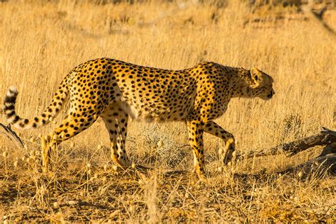 South African Cheetah Acinonyx Jubatus License Image