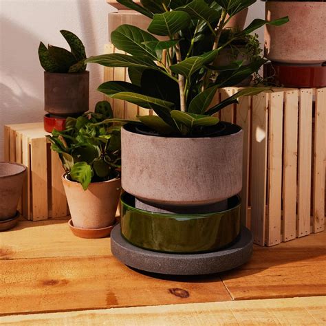 ornamental plants  ws guide