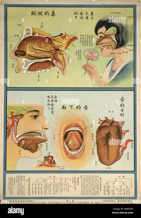 Anatomie Du Nez Et De La Langue Photo Stock Alamy