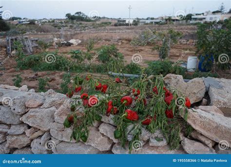 Vegetable Gardens In Malta Marfa Mellieha Malta Stock Photo Image