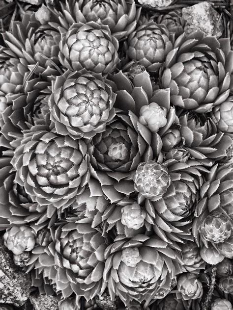 Hens And Chicks Photograph By Virginia Folkman Pixels