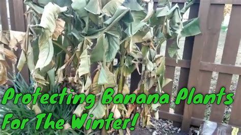 Winterizing My Banana Plants Youtube