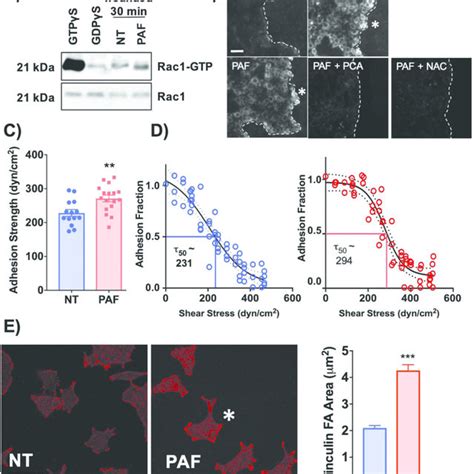 Rac1 activation, ROS generation, and increased cell-matrix adhesion ...