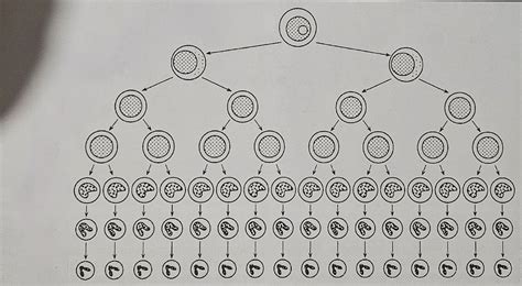 Neutrophilic Granulopoiesis Diagram | Quizlet