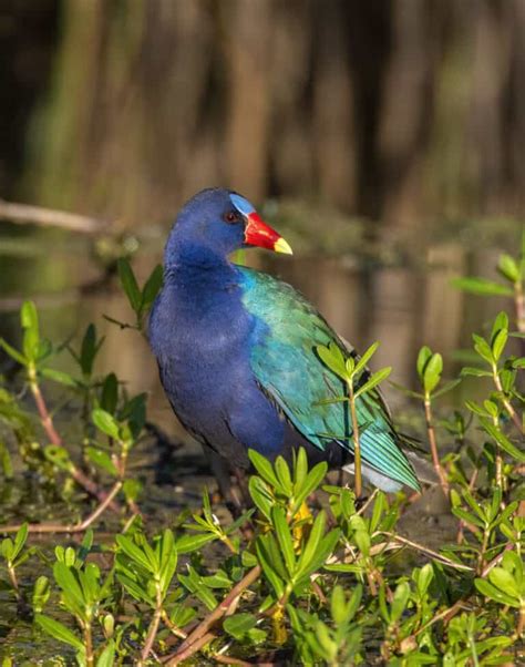 Purple Gallinule Pictures - AZ Animals