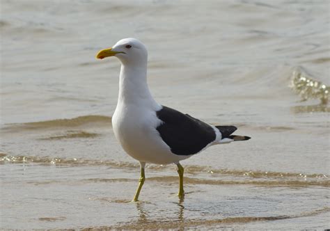Gaivota - Espécies de Aves - InfoEscola