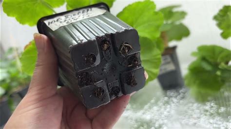 УКОРЕНЕНИЕ ПЕЛАРГОНИИ В ВОДЕ. ЧАСТЬ 3 - ПЕРЕСАДКА ЧЕРЕНКОВ из ВОДЫ в ...