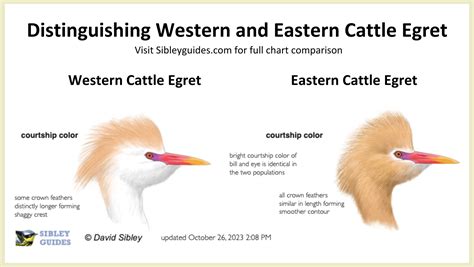 From Cattle Egret To Western Cattle Egret Why The Name Change