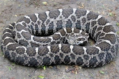 Eastern Massasauga – PA HERP IDENTIFICATION