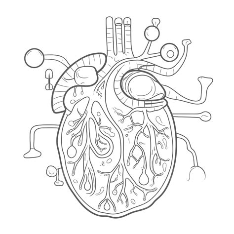 Circulatory Coloring Pages