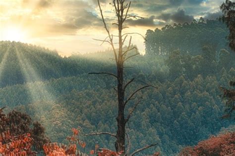 The Naked Tree Written By John R Cobb At Spillwords